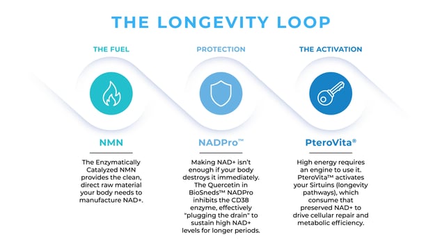 IMAGE 20-Longevity Loop copy